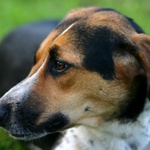 Český strakatý pes