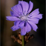 Aby milá nezabudla.