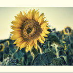 obyč slunečnice II