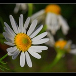 ...bílá a žlutá...