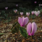 z botanickej zahrady