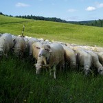 Je libo posekat trávník??