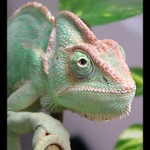 Ještěr Zelený (zatím)