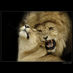 když ji miluješ...