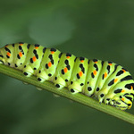 Otakárek fenyklový (Papilio machaon Linné 1758) - housenka