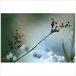 Rákosníček a hvězdy