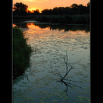 V srdci komáří říše