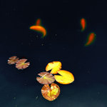 vánoční  prasátko