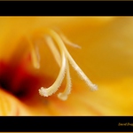 ...pestík nebo blizna, já se v tom prd vyznám...