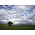 každý má svůj strom