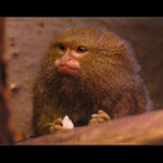 Opička při obědě