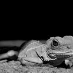 Agama kočínčínská