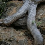 dřevěné nohy z Kokořína