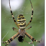 pavouk z jižních krajů v Polabí