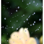 souhvězdí v pavučině po dešti