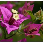 bungavilea z mého okna