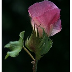 bavlník z Polabí II.