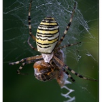 křížák proužkovaný a včela