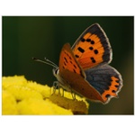 Ohniváček černokřídlý