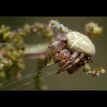 Křižák čtyřskvrnný