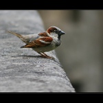 Přehlížený krasavec