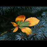 Už se hlásí podzim