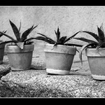 v řadě za sebou....