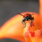 Cvakni to a kousnu tě!