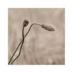 O poľnej hviezdičke