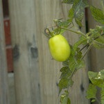 Budu paradajky budu.