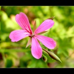 Pelargonie
