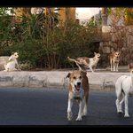 ...psi se na mě vrhli...