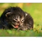 podvečerní slunění