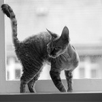 tygr ve skleněné kleci