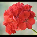 Pelargonia