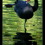 Nejlepsi holubicky umi labut?