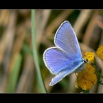 Modrásek jehlicového (Polyommatus icarus)