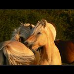 *koňské laškování*