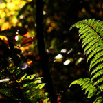 KAPRADI Z HIHITAHI 2