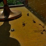 bruegheluv mrtvy hmyz