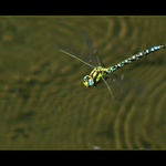 Šídlo modré a jeho kruhy