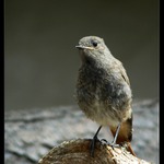 Mladej pan Rehek Domácí