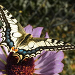 Otakárek fenyklový, Papilio mackaon L.
