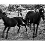 Kone na Drábsku III