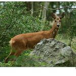 Srnka za kamenem kouka kdopak ji to smiruje pri svacine