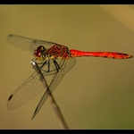 vážka rudá (Sympetrum sanguineum)