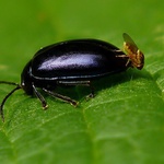 Průjem nemáte pane.