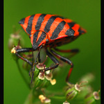 Hraju za zešívané