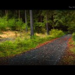 THROUGH THE FANTASY FOREST