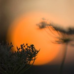 V zemi vycházejícího slunce...